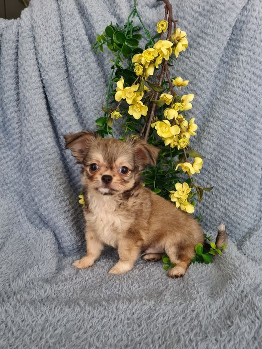 Excecional super mini pelo longo Chihuahua/Chiuaua de Qualidade