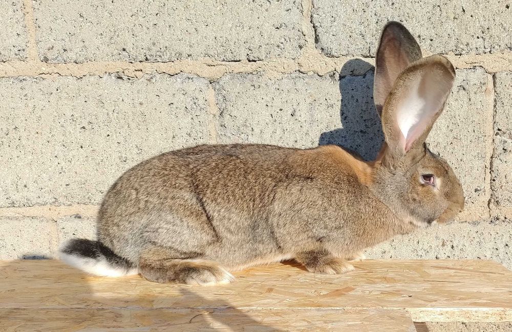 Króliki Olbrzymy belgijskie