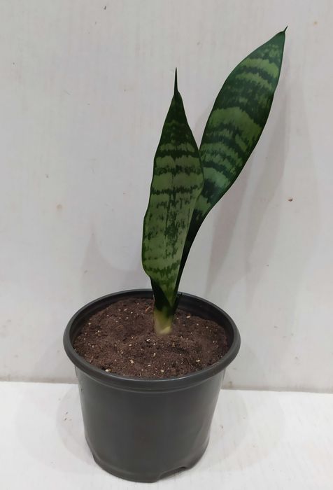 Сансевиерия растение