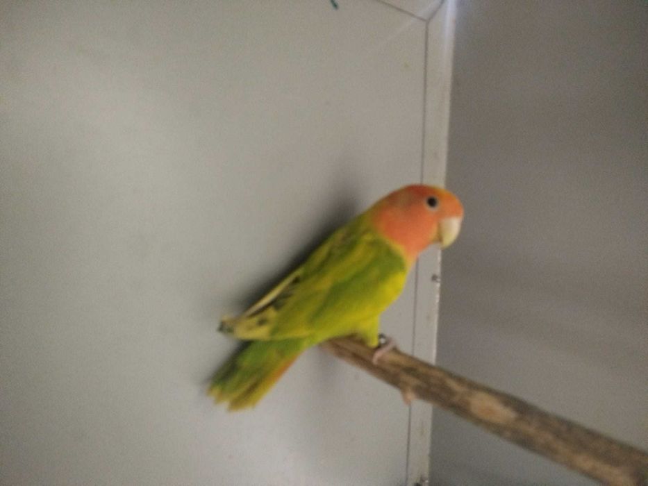 Agapornis machos e femeas