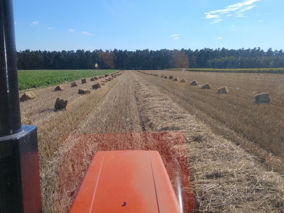 Słoma żytnia kostka kostki owsiana w kostce nie baloty owies