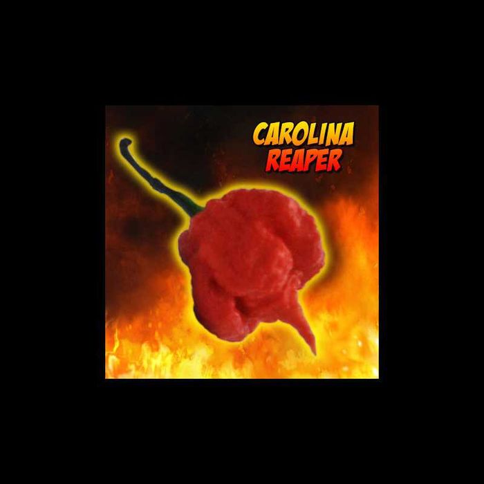 10 Sementes Carolina Reaper com Instruções