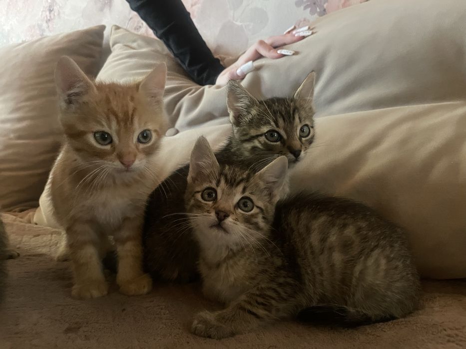 Mam do rozdania kotki za darmo oddam w dobre rece