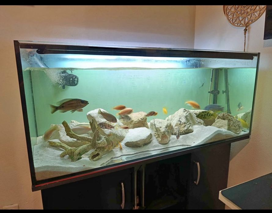 Ciclideos aficanos do Lago de Malawi- 25 Exemplares