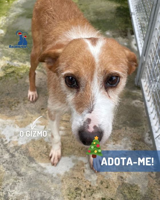 O Gizmo - cao de porte medio