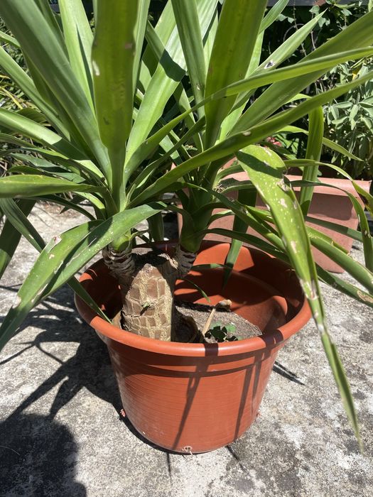 Yucca diversos tamanhos
