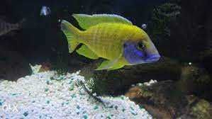 GB MALAWI Pyszczak Aulonocara Baenschi Benga