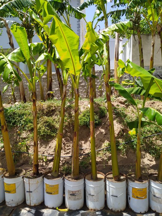 Bananeiras a partir de 10€ Particular