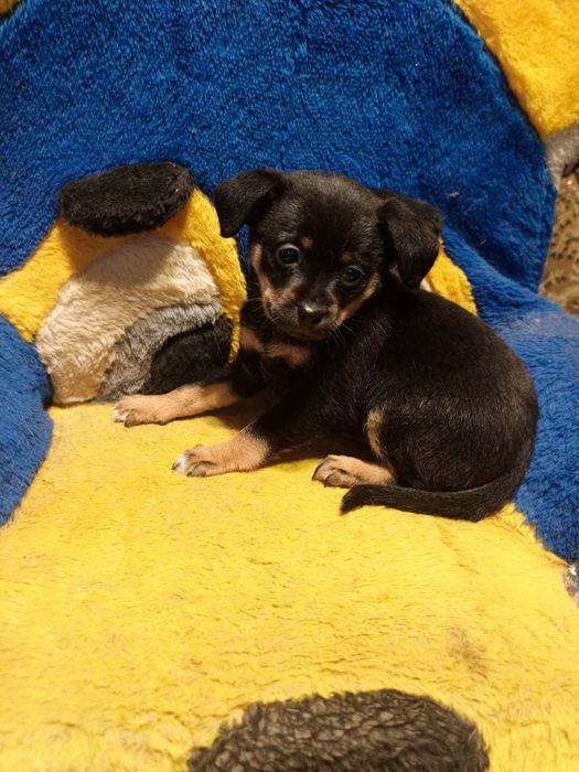 Чудова дівчинка чихуахуа