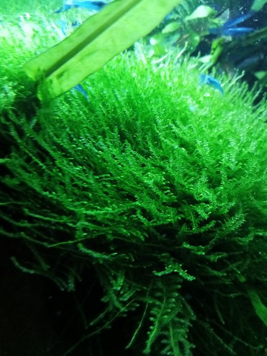 Java Moss, mech jawajski, kubek 100ml