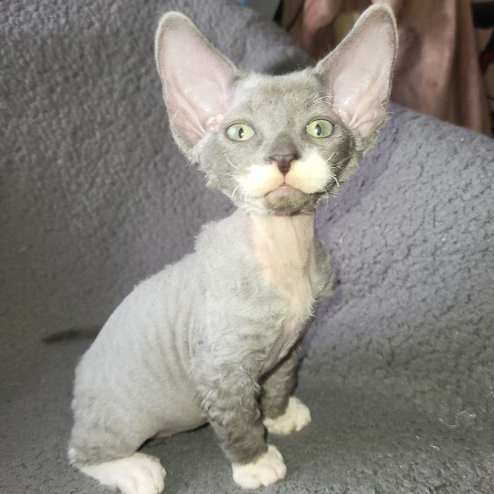 Велюровый мальчик канадский сфинкс