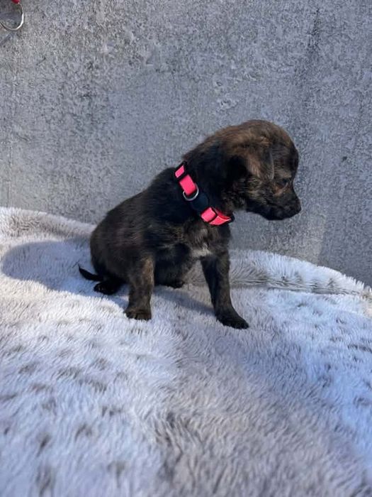 Sunieczka do adopcji