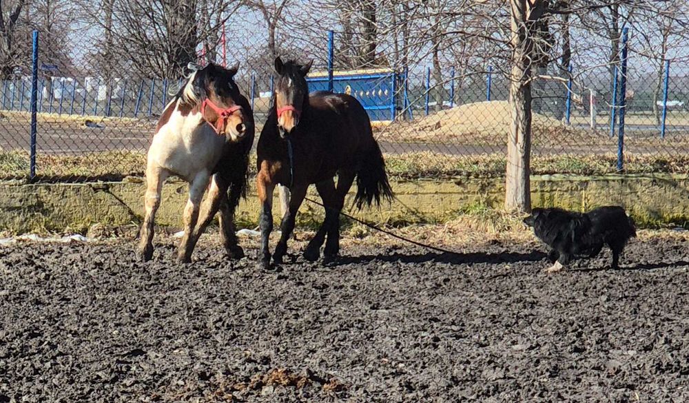 Źrebica ogier szpak