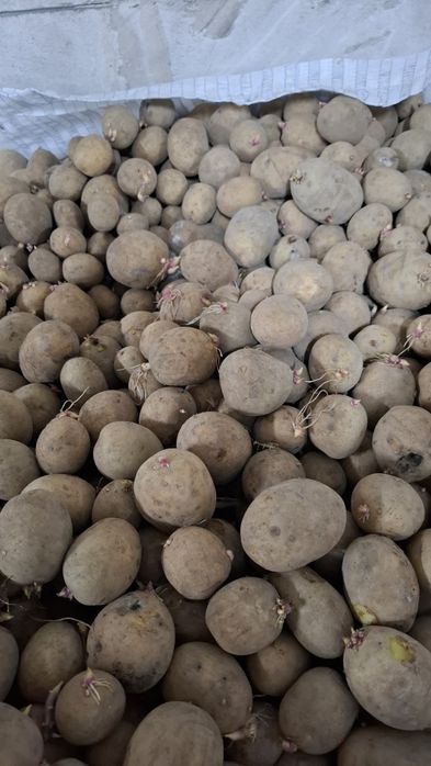 Ziemniaki jadalne Lili,Gala,Queen Anna,Soraya,Red Anna,Red Leady,