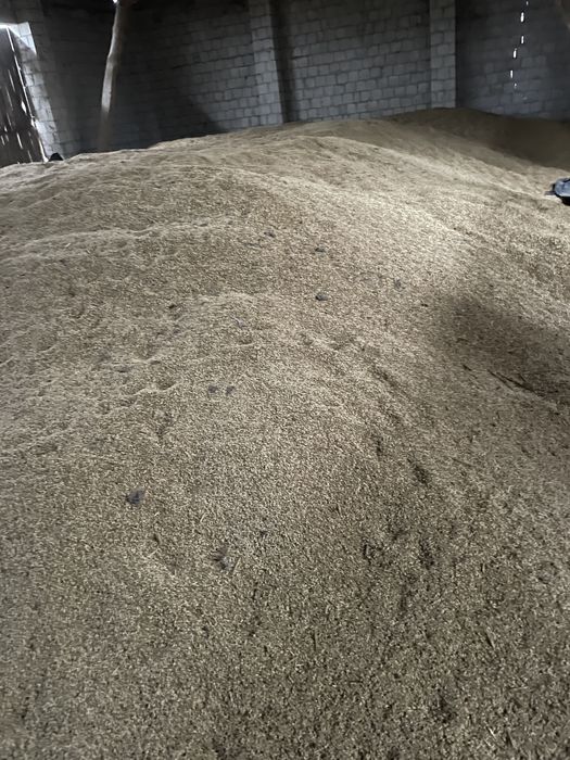 Jęczmień ozimy po centrali nasiennej