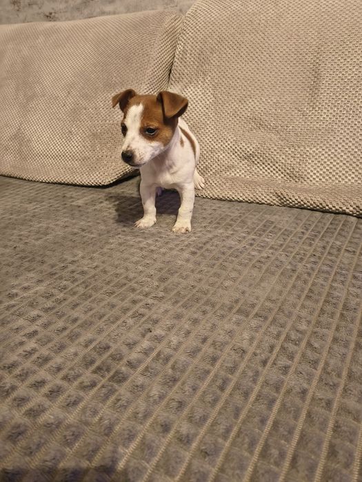 Jack Russell terrier suczka