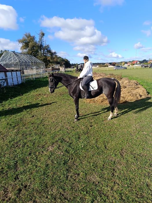 Czarująca malowana klacz wielkopolska z licencją
