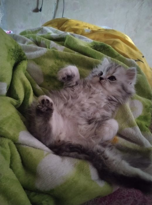 Красунчік шотландський