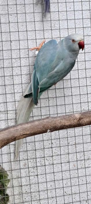 Ring necks 2024 / 2025 cleartail