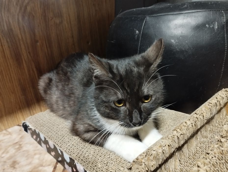 Młody kocurek Kardamon czeka na dom w schronisku