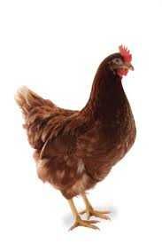 яйце на інкубацію курки браун нік