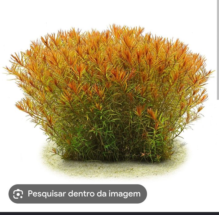 Rotala h'ra  planta aquario