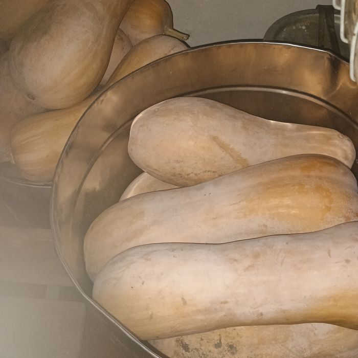 Тыква, гарбуз, гитара кашевая