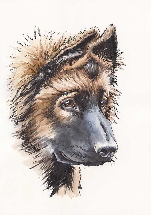 Owczarek niemiecki - portret owczarka niemieckiego, obraz psa