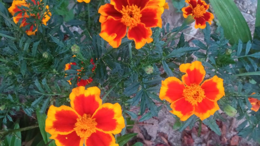 Zestaw nasion kwiatów.