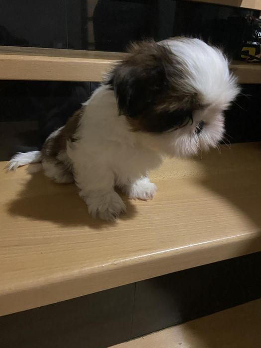 Szczeniaczek shih tzu