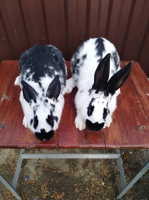 Продам кролики різного віку
