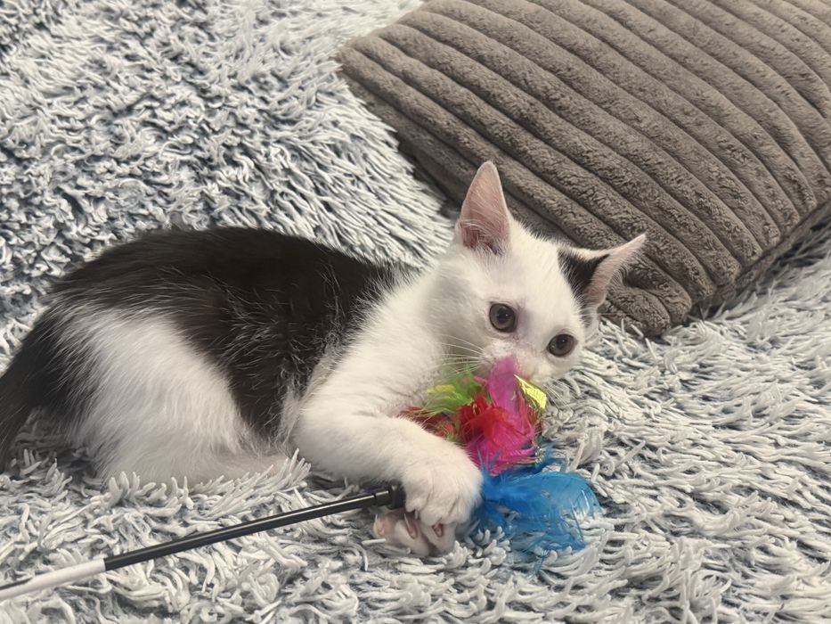 Kociaki do adopcji