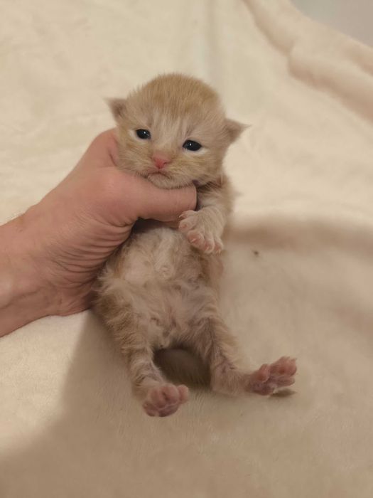 Maine Coon Kocurek biszkoptowy