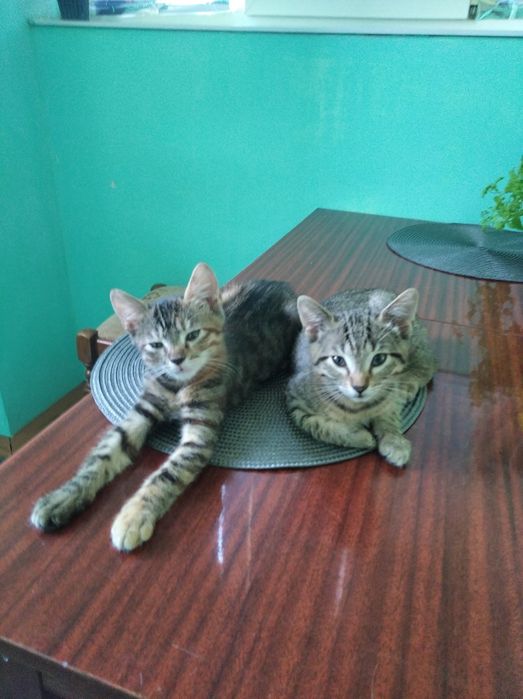 Отдам котят в хорошие руки