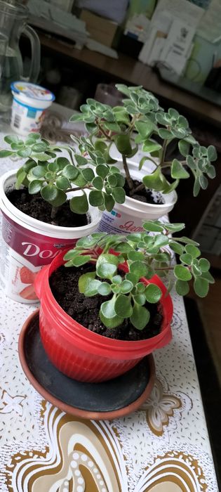 Продам квітку Аїхризон