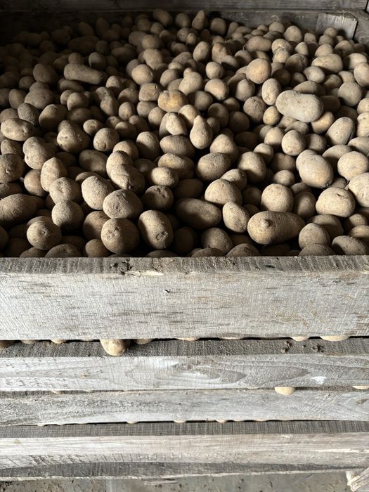 Ziemniaki Lillie i Queen Anne  w rozmiarze sadzeniaka