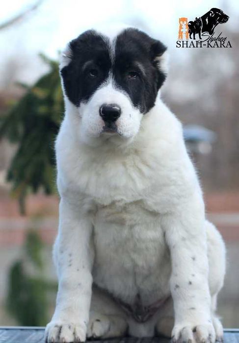 Шикарный кобель Среднеазиатской овчарки