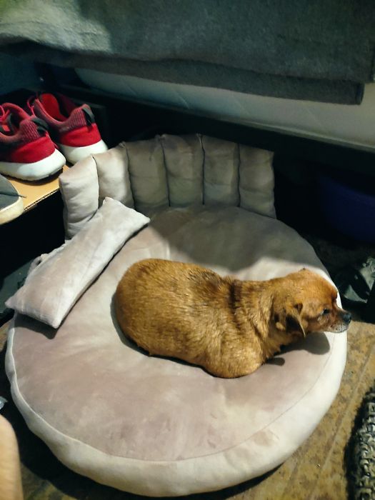 Лежанка  для котів та собак