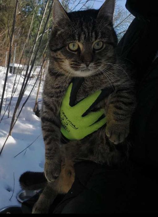 Oddam koty w dobre ręce