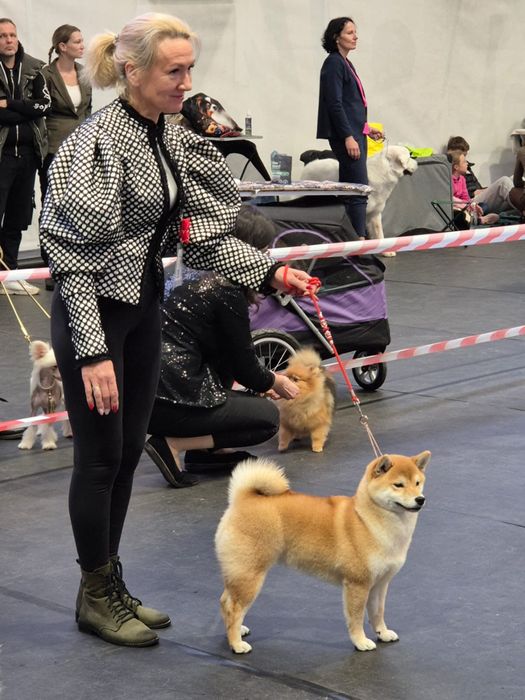 Shiba piękna czerwona suczka
