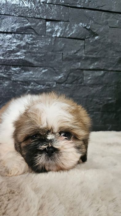 Shih-tzu macho espetacular