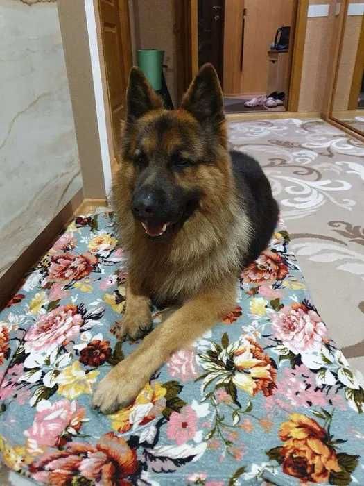 Цуценята німецької вівчарки - бронювання