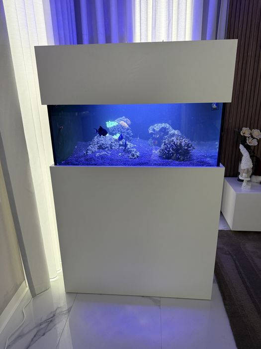 Aquario Agua Salgada Reef