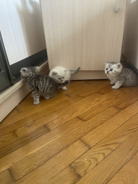 Шотландські кошенята