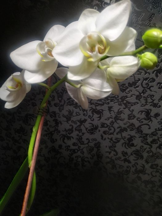 Кімнатні рослини