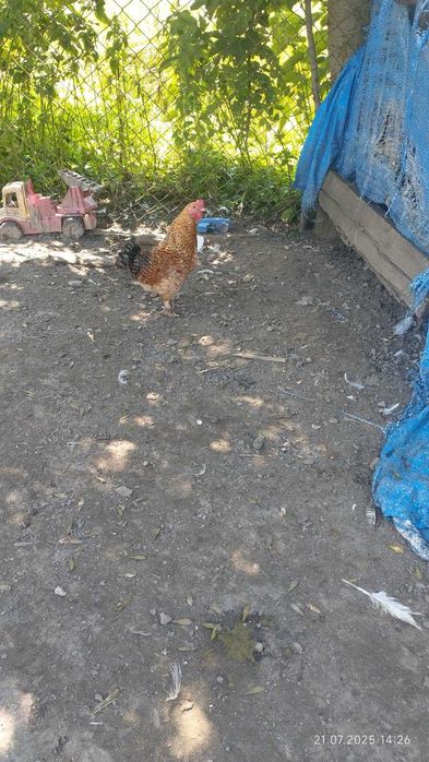 Продам бентамок ліліпутів
