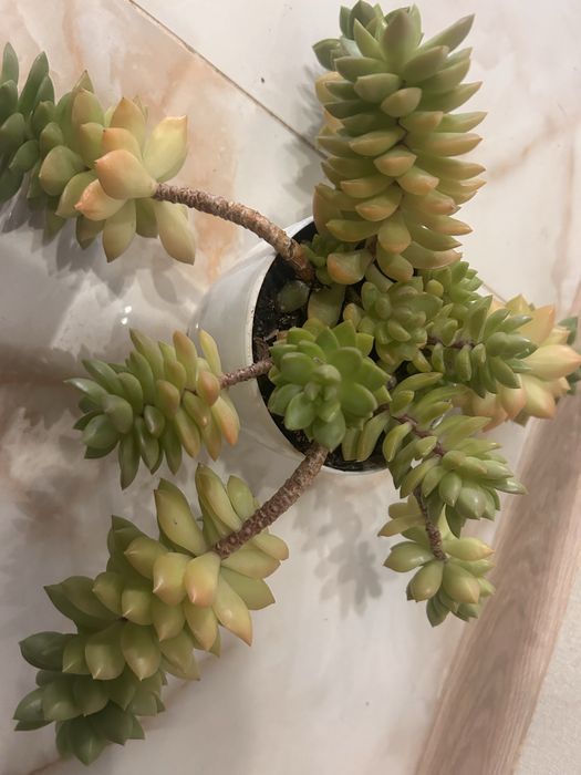 Сукуленти седум