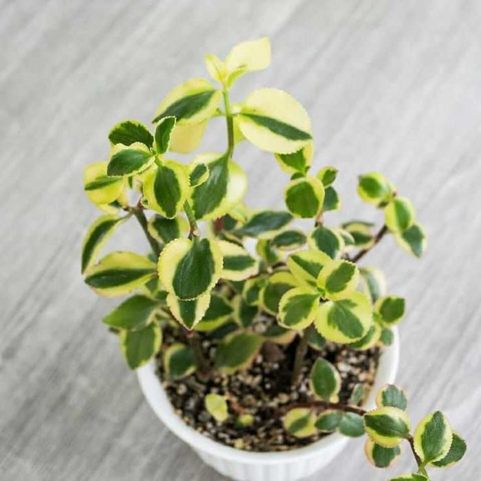 Цветы обмен. Денежное дерево, крассула, пеларгония, суккуленты