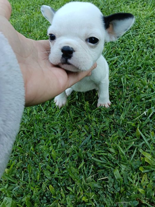 Bulldog francês fêmea