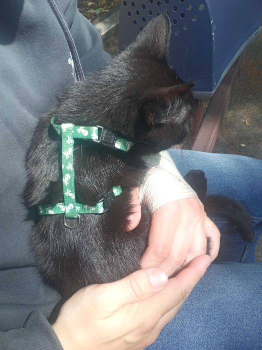 Знайдено чорне кошеня,  Саксаганського-Антоновича